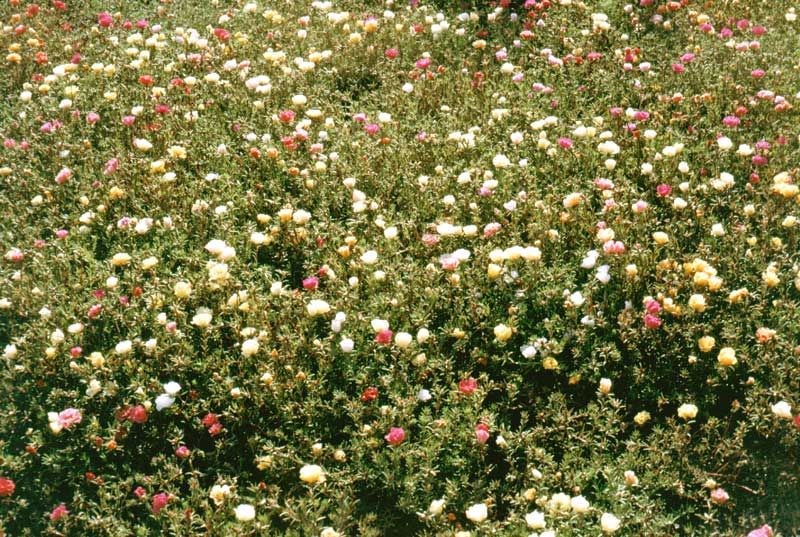 Massif de fleurs