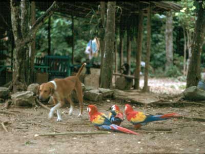 Palenque :
                  perroquets et chien