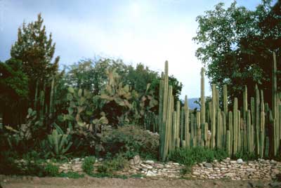 Zimapan cactus