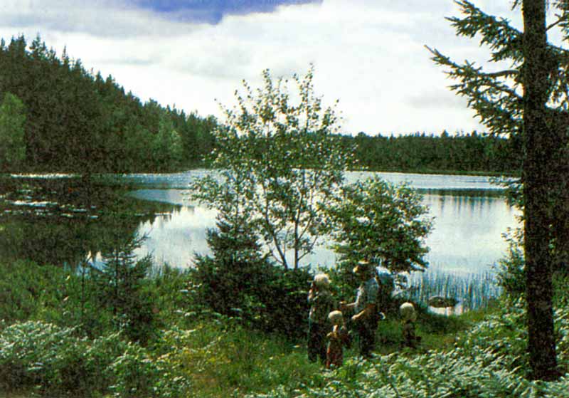 Paysage
                typique de lacs et de forêt boréale