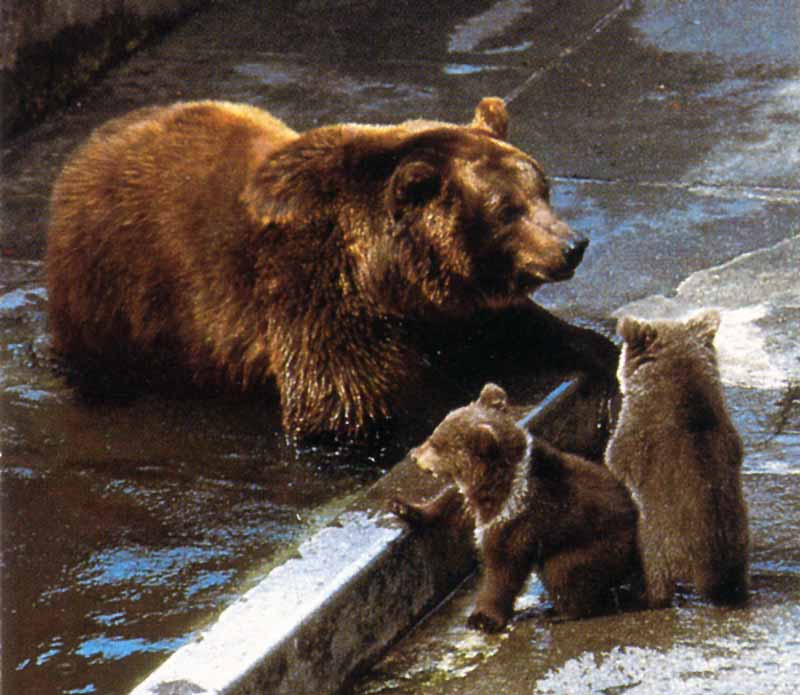 L'ourse
                  et ses oursons dans la fosse de Berne