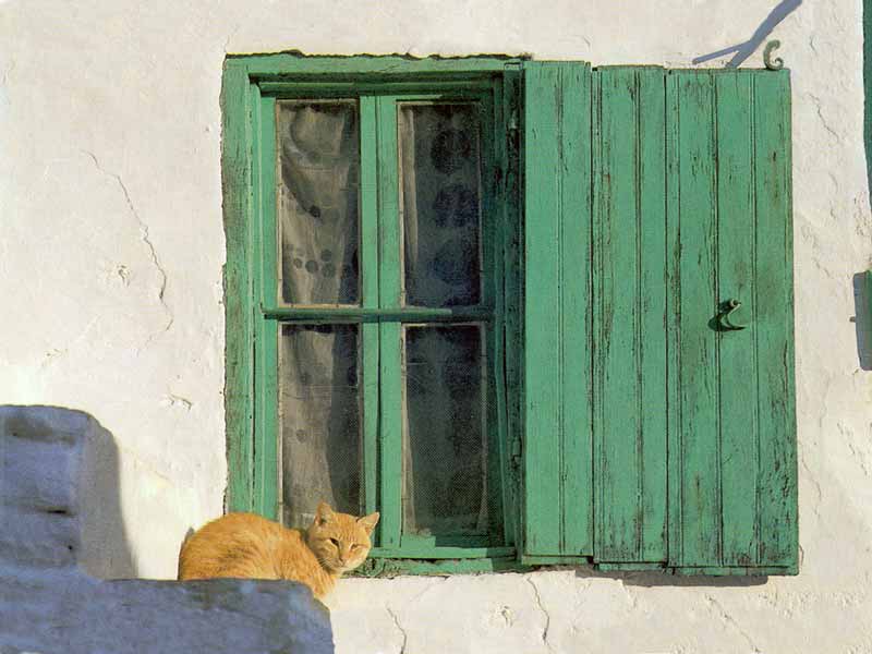 Village: chat orange et volet vert