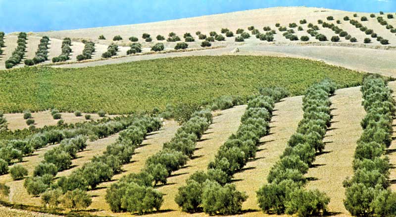 Plantations d'oliviers et d'orangers
                  d'Andalousie