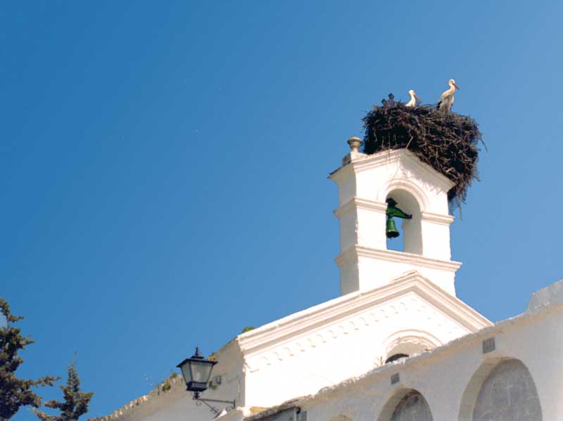 Gros nid de cigognes
          sur la blancheur d'un clocher