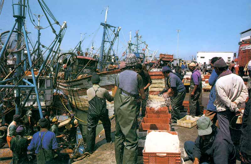 Essaouira :
                  dans le port des pêcheurs débarquent les prises
