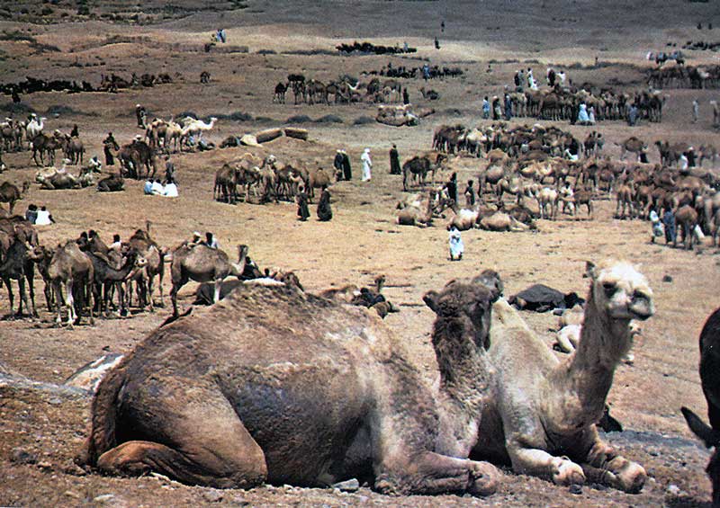 Le
              marché aux chameaux de Goulimine