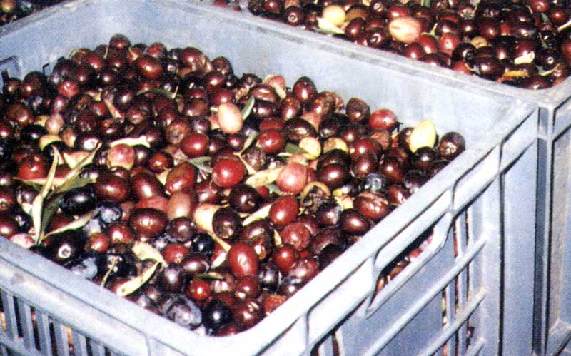 Gordes : récolte des olives au Moulin des Bouillons
