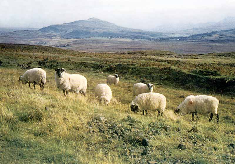 Moutons dans les Highlands le long
                                de la A 839