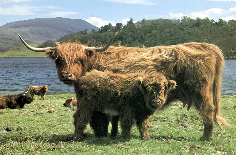 Vache et veau des
                                        Highlands