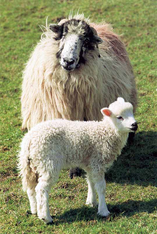 Brebis et agneau des
                                      Highlands