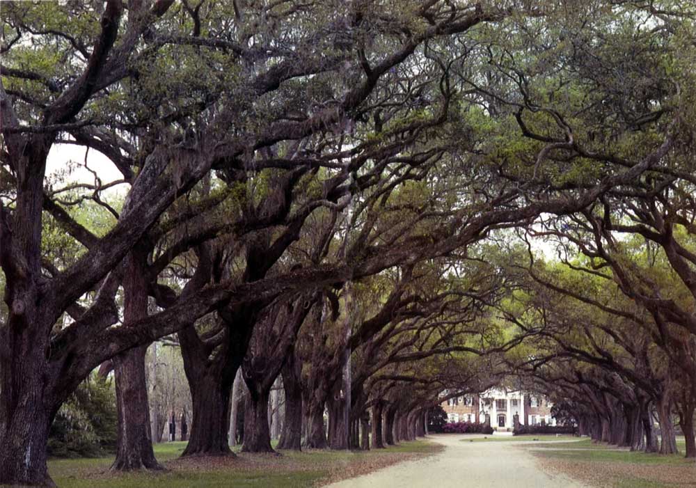 Charleston-Boone-Hall-plantation : L'avenue des
                Grands chênes