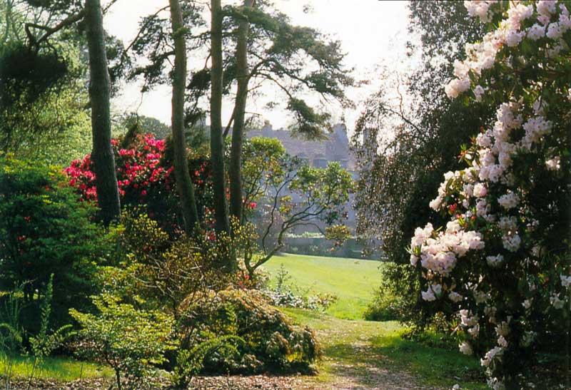Varengeville : Rhododendron Griffithianum du parc des
          Moutiers