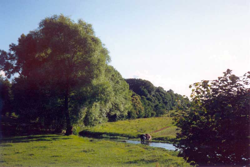 St-Wandrille de Fontenelle : vaches au bord de
                    la rivière