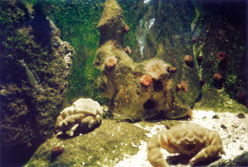 Crabes dans l'Aquarium de Granville