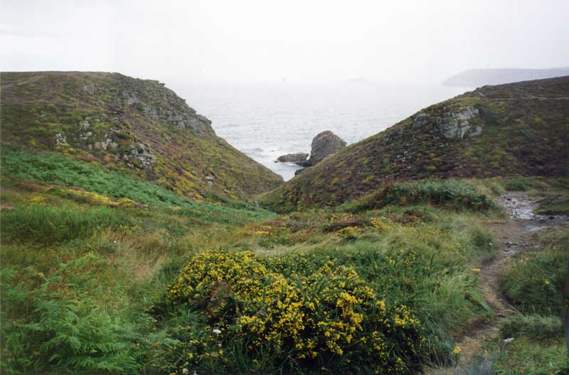 Ajoncs du Cap
              Fréhel dans la grisaille