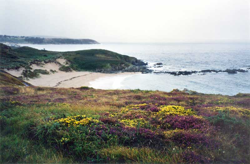 Ajoncs du Cap
      Fréhel dans la grisaille