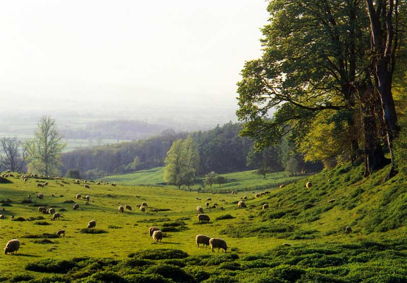 Paysage des Cotswolds avec moutons