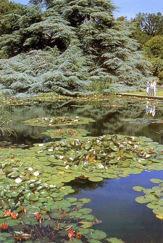 Bodnant Garden : le grand bassin aux nymphéas
                  sous le grand cèdre