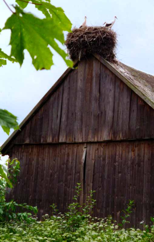 Nid
                  de cigognes sur le toit d'une grange