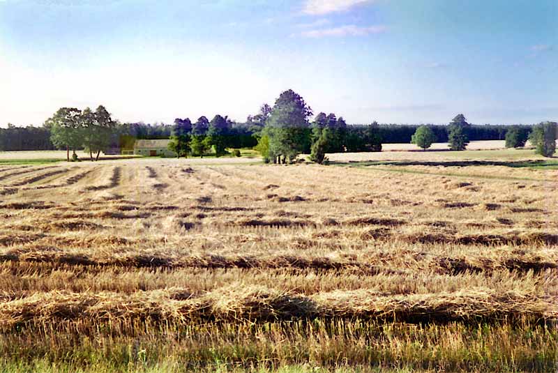 La campagne aux alentours de Zelazowa Wola