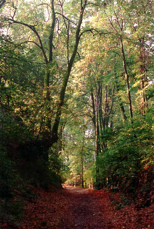 Parc du Palais Czartoryski : belle fûtaie, mais
                moustiques voraces...