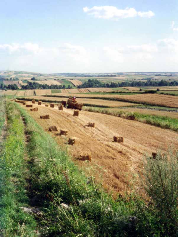 Dans les
                champs moissonnés on ramasse les bottes de paille avec
                le cheval