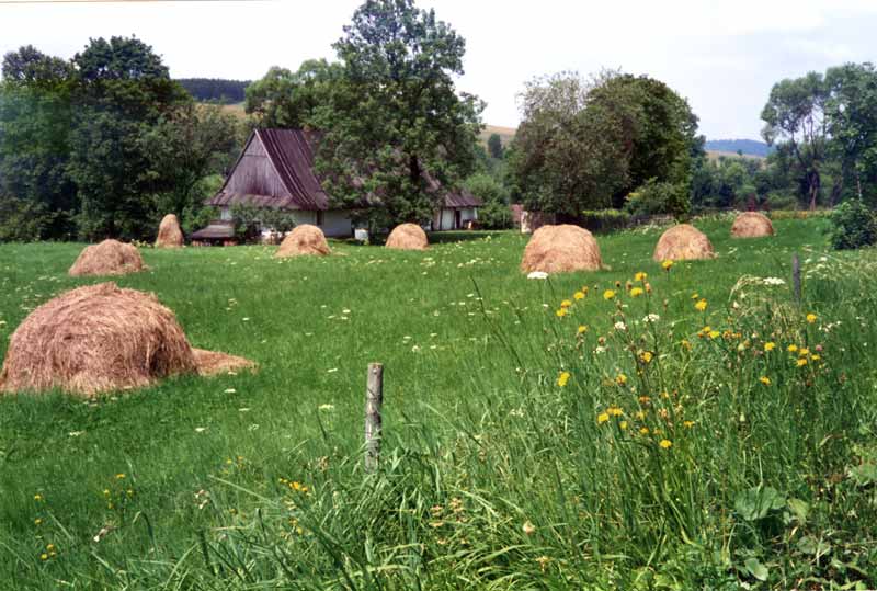 Le foin
              achève de sécher en mottes; au fond la ferme traditonnelle
              et son puits