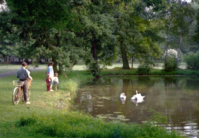 Les
              cygnes dans le parc du château de Pszczyna