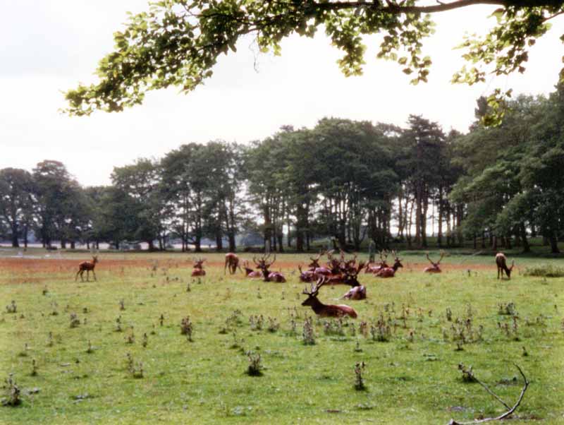 Tatton Park : la harde de daims