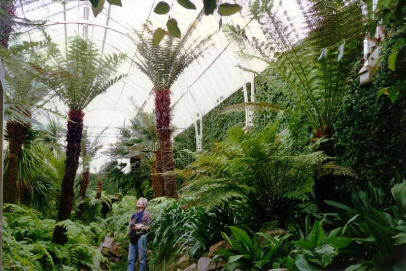 Tatton Park
            : Jean-Paul dans The Fernery