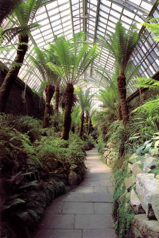 Tatton
                Park : The Fernery