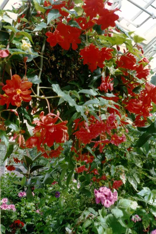 Dans l'Orangerie de Tatton Park