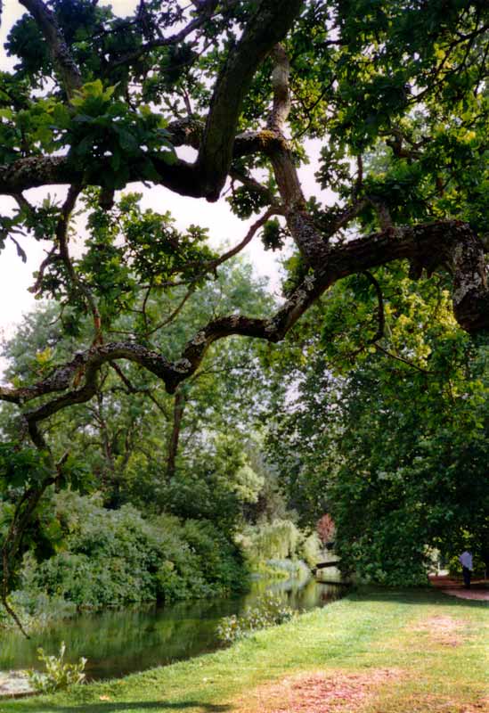 Mottisfont Abbey : la rivière