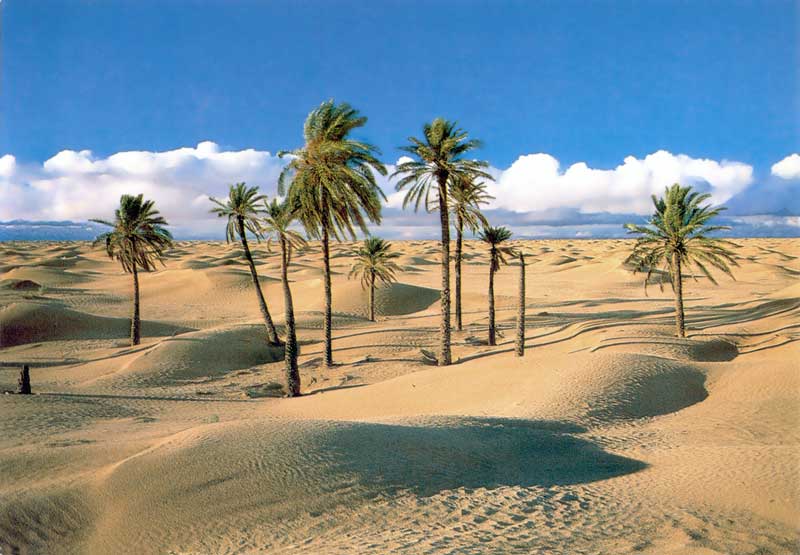 Palmiers au bord du désert