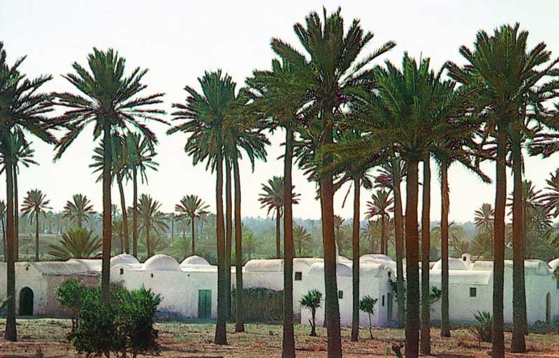 Village de menzels sous les palmiers
