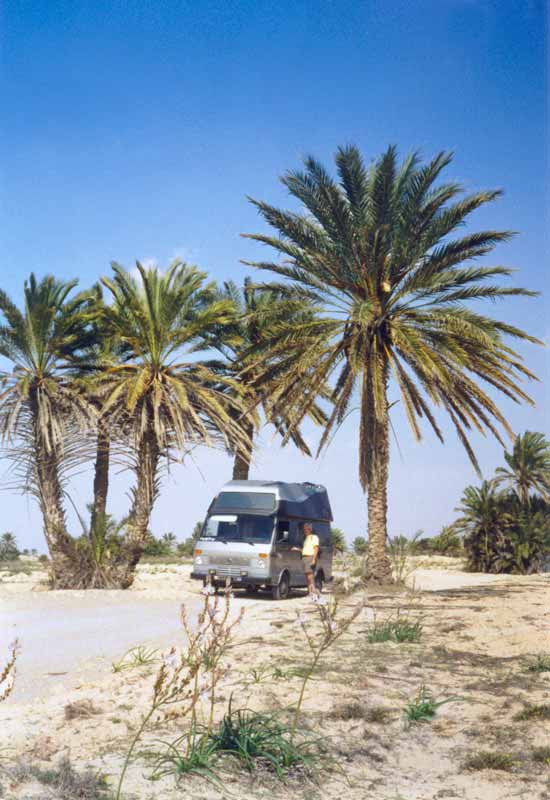 L'Aigle sous les palmiers de la piste côtière
                  sud-ouest de Djerba