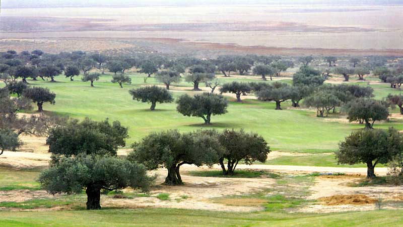Olivaies près de Djerba, en allant vers Gabès