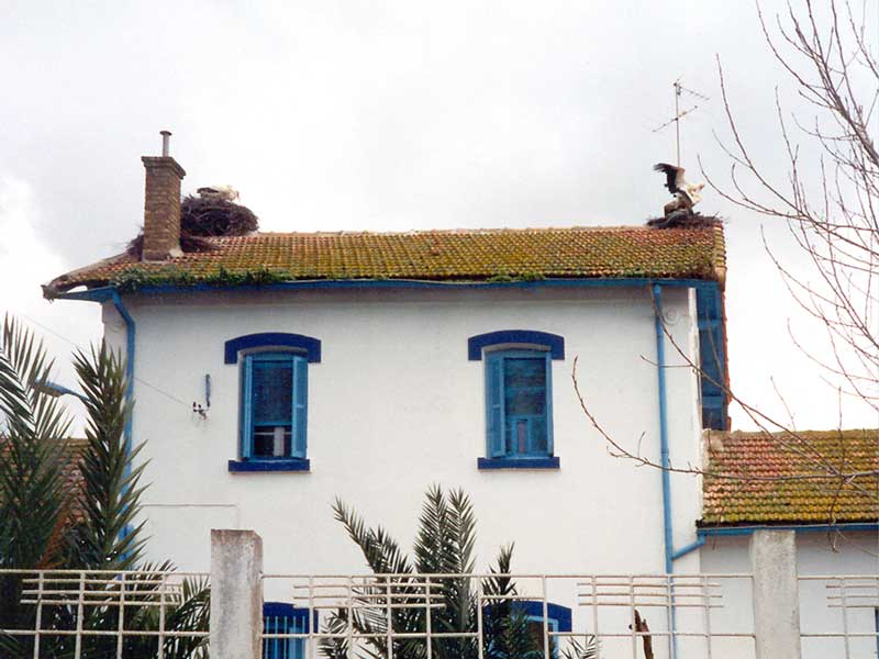 Nids de
                cigognes sur une ancienne gare à Seljem