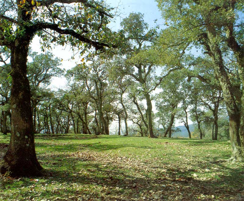 Forêt de
                chênes liège près de Tabarka