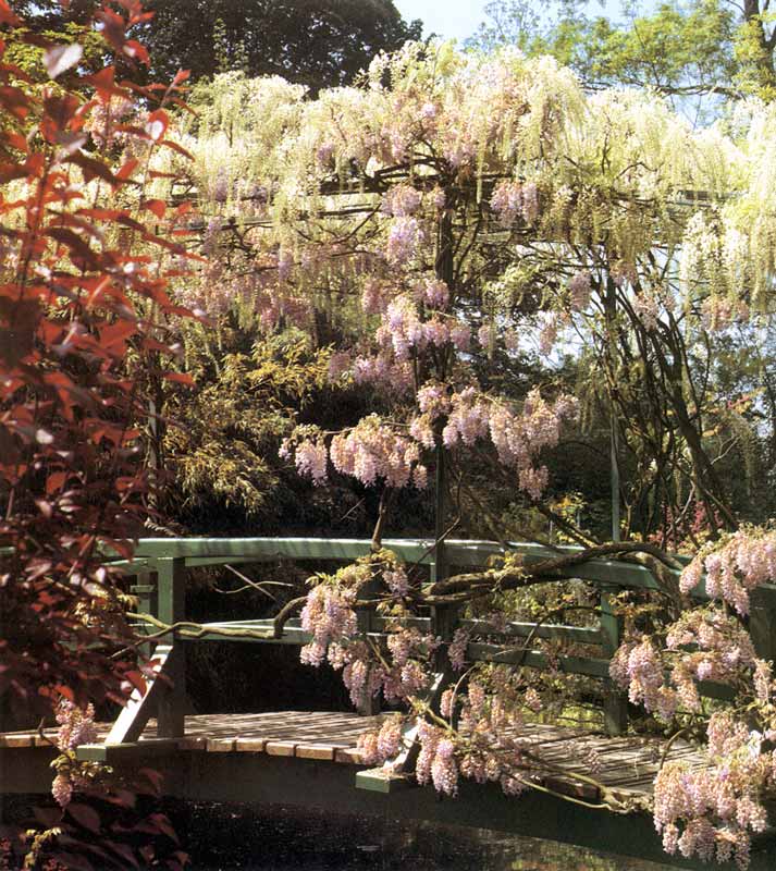 Giverny : la glycine blanche et rose sur le pont
                japonais