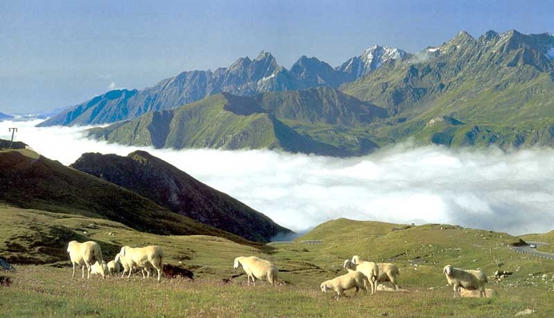 Moutons à l'alpage au-dessus de la mer de nuages