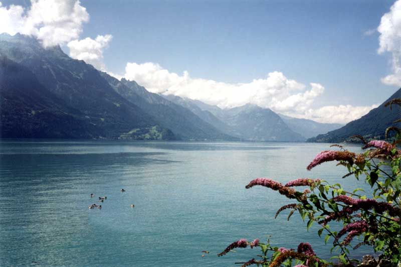 Panorama sur le
                lac depuis notre piquenique à Faulensee