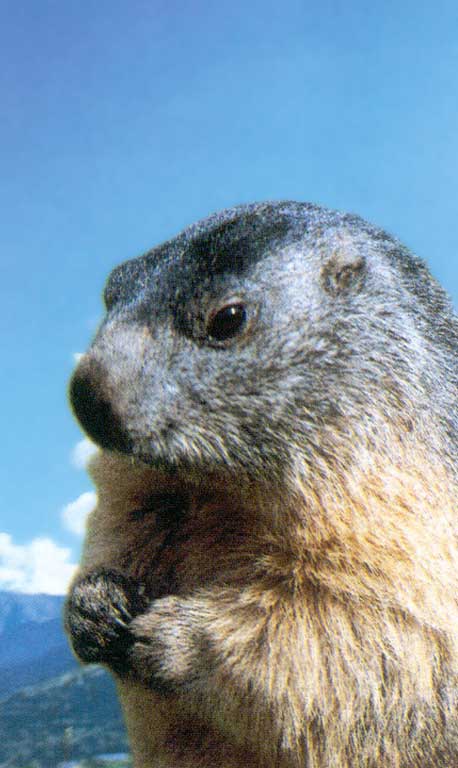 Une marmotte de la Sassière