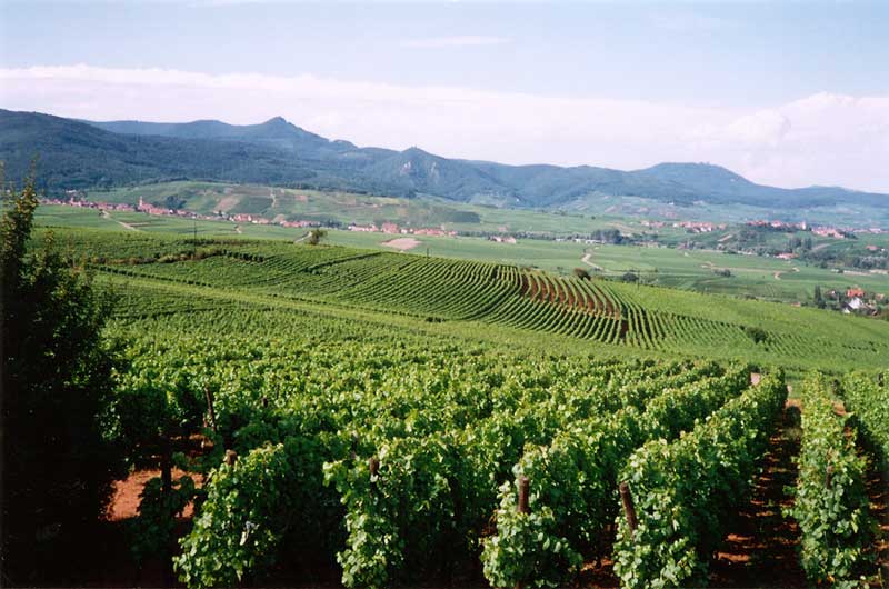 Sigolsheim et ses
          vignes