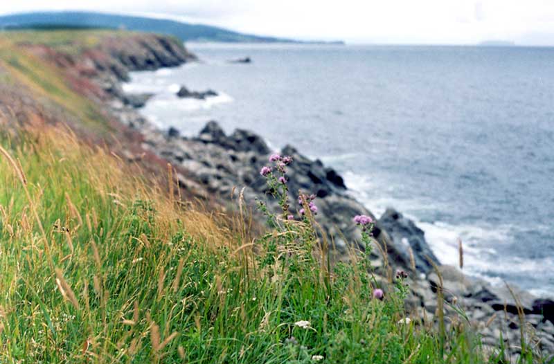 Cabot
        Trail : Belle Cote les chardons de la Nova Scotia