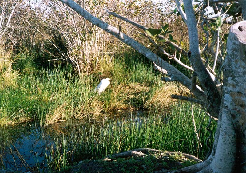 Aigrette sur Ahinga Trail