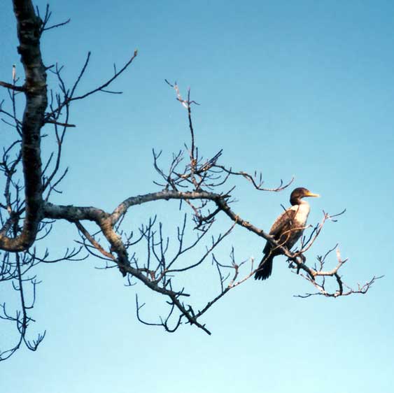 Oiseau sur la branche