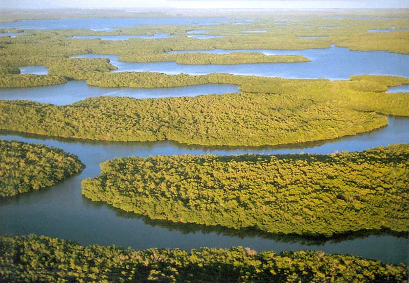 Marais à mangrove du parc des
                            Everglades
