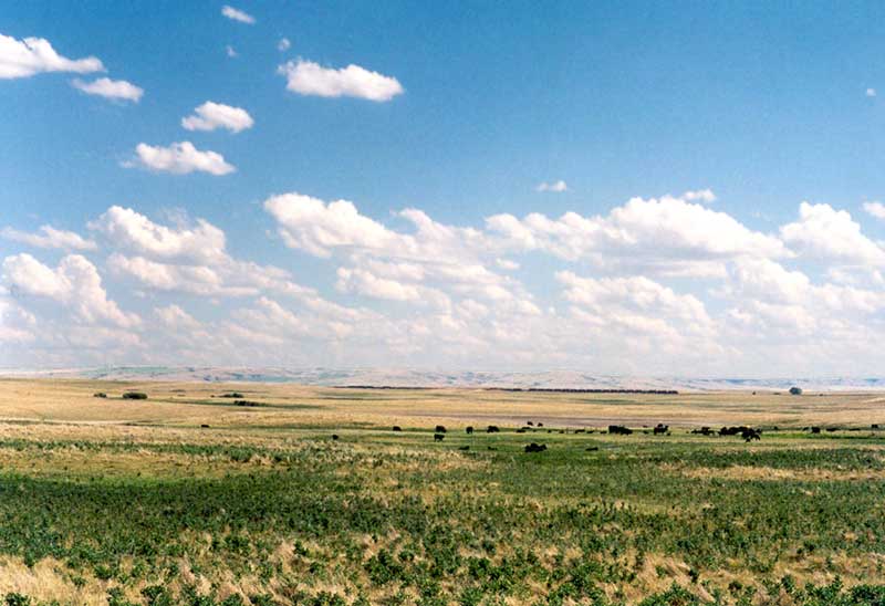Troupeau dans
              la Prairie