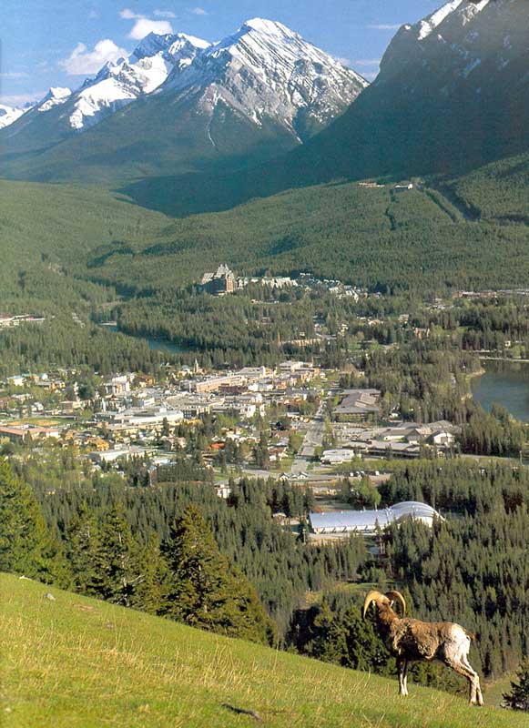 Banff : moufflon au-dessus de la ville; au fond
                    Banff Spring Hotel